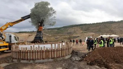 Milas'ta 300 yıllık simge zeytin ağacı taşındı