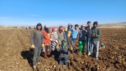 Muş'ta patates üreticisinin yüzü güldü