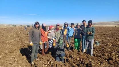 Muş'ta patates üreticisinin yüzü güldü