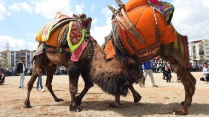 Buldan Deve Güreşleri şap nedeniyle iptal edildi