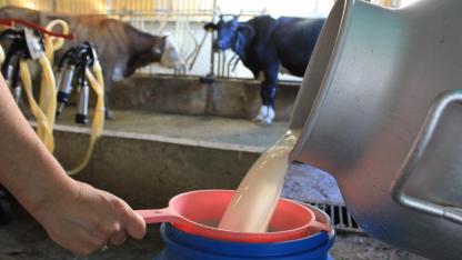 Şap yüzünden sığırlar kesildi; toplanan süt miktarı düştü