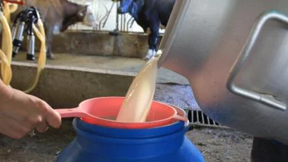 Şapın vurduğu üreticiler süt fiyatında güncelleme istiyor