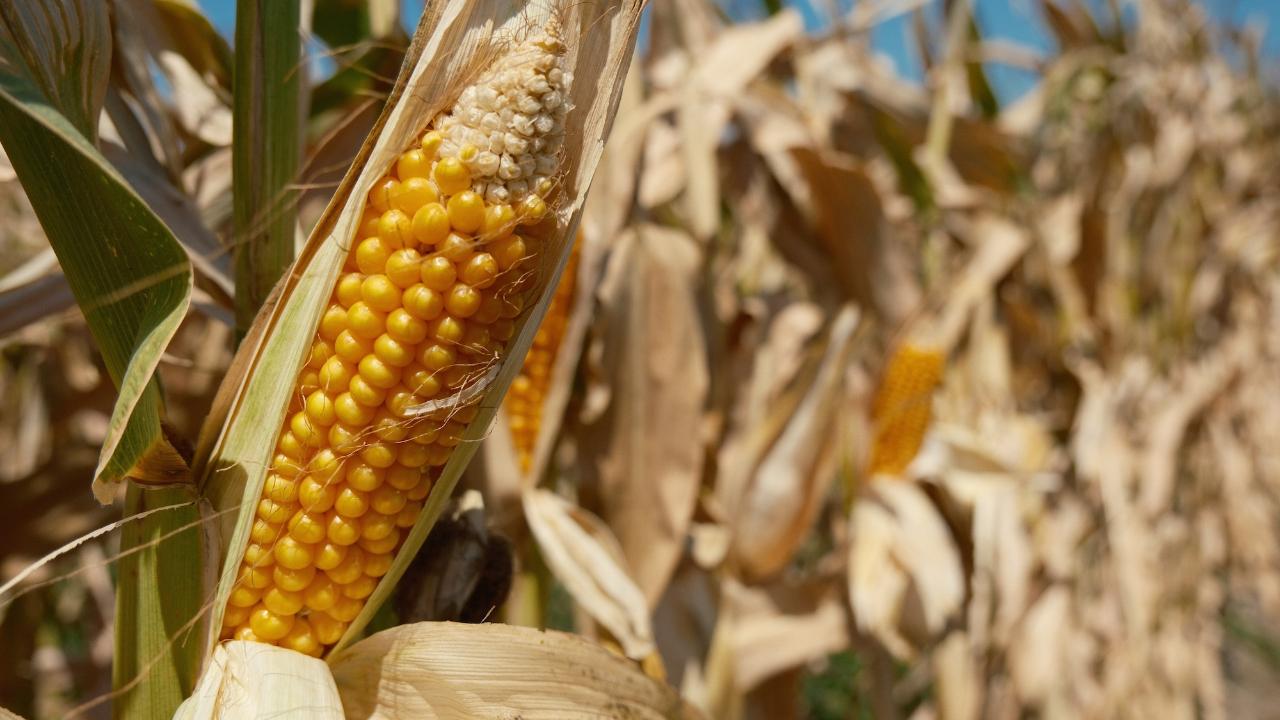 Sıfır gümrükle birer milyon ton mısır ve arpa ithal edilecek