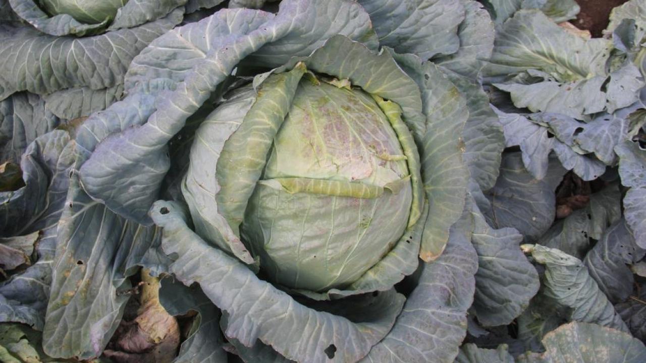 Sivas'ta 30 yıldır ata tohumuyla 20 kiloluk lahana üretiyor