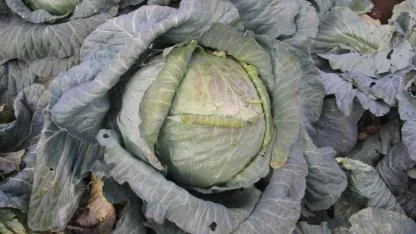 Sivas'ta 30 yıldır ata tohumuyla 20 kiloluk lahana üretiyor