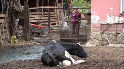 Tarım Bakanlığı: Şap salgını kontrol altına alınmıştır