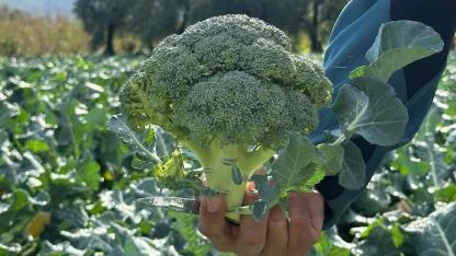 Tarlada 5 liraya inen brokoli pazarda 70 liraya satılıyor