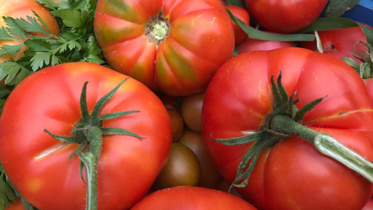 TİM Tarım Kurulu Başkanı, bitki reçetesini değerlendirdi