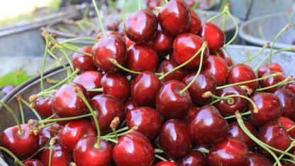 Türkiye dondurulmuş kirazda da dünya lideri