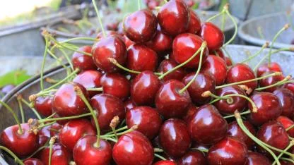 Türkiye dondurulmuş kirazda da dünya lideri