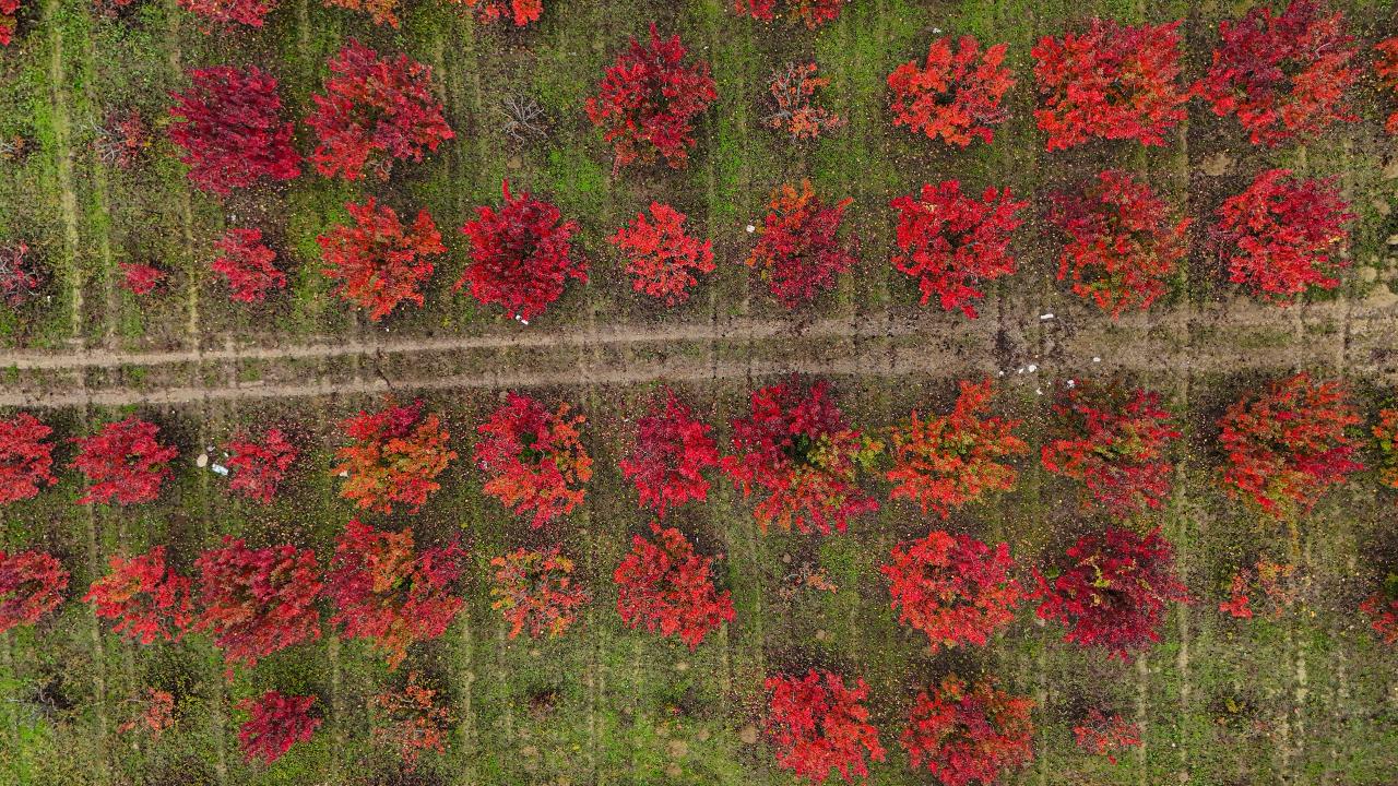 Uludağ’ın eteklerinde seyri doyumsuz sonbahar güzelliği
