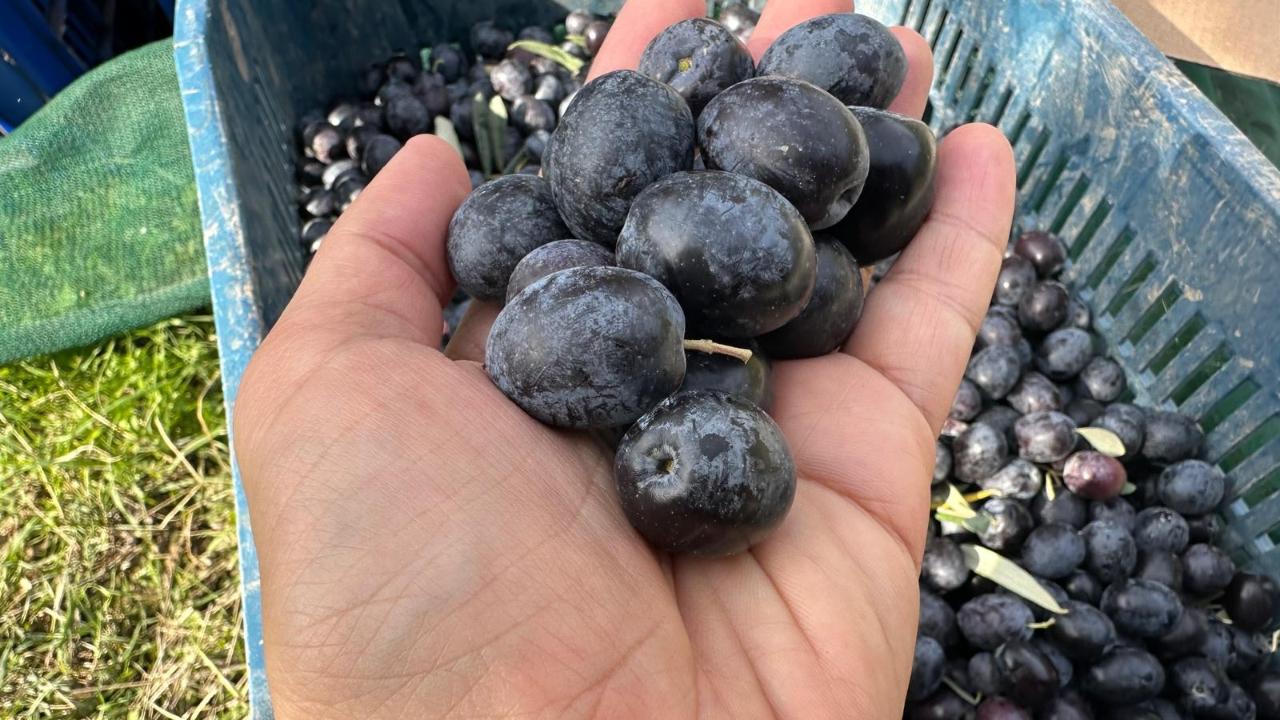 Zeytine Marmarabirlik&#039;in 40 lira üzerinde fiyat açıkladılar