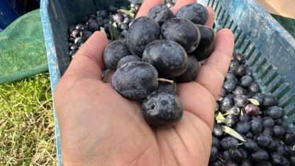 Zeytine Marmarabirlik'in 40 lira üzerinde fiyat açıkladılar