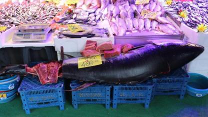 Eskişehir'de 280 kilogramlık balık ilgi odağı oldu