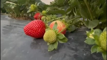 Anamur'da çilekte kışın da hasat sürüyor