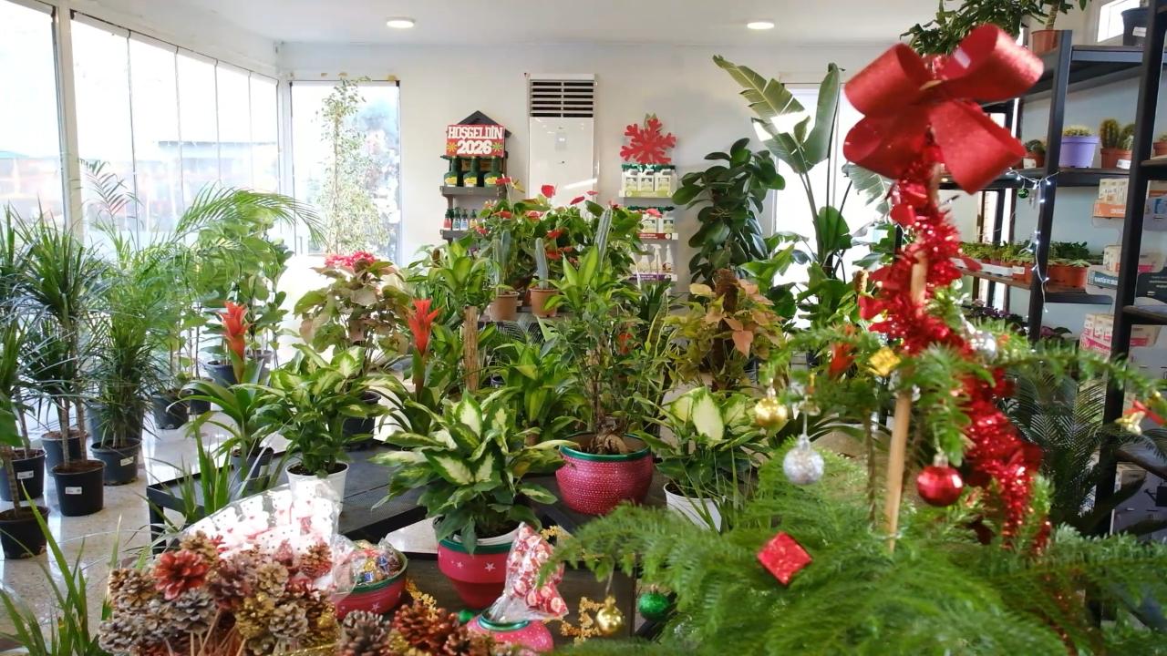 Ankara'daki Bitki Evleri yeni yıl renklerine büründü