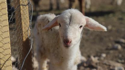 Aşı ve küpeleme ücretleri desteklemelerden kesilmeyecek