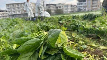 Ata tohumundan ilaç kullanılmadan üretilip yemek yapılıyor