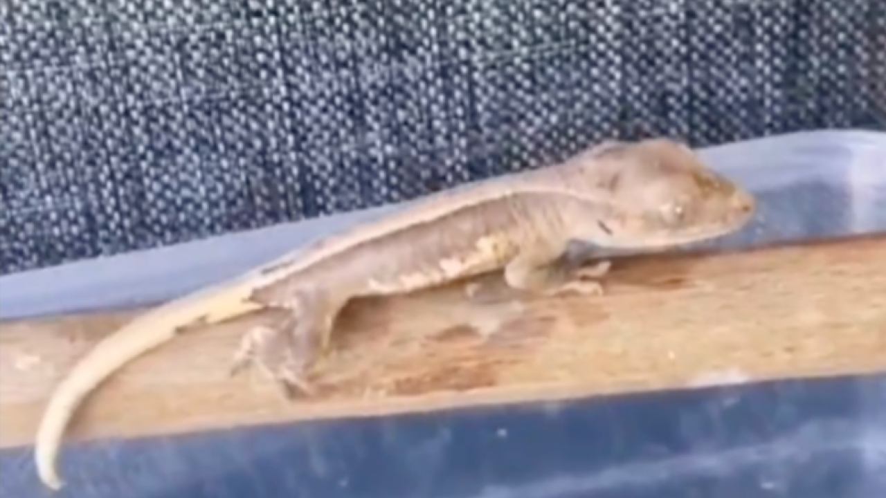 Burdur'daki operasyonda bir evde 4 yabanı hayvan bulundu