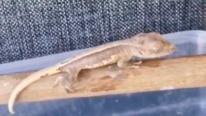 Burdur'daki operasyonda bir evde 4 yabanı hayvan bulundu