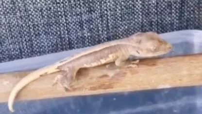 Burdur'daki operasyonda bir evde 4 yabanı hayvan bulundu