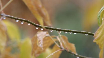 Bursalı çiftçilerin yağışlarla yüzü güldü