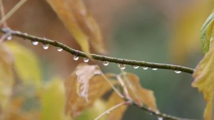 Bursalı çiftçilerin yağışlarla yüzü güldü