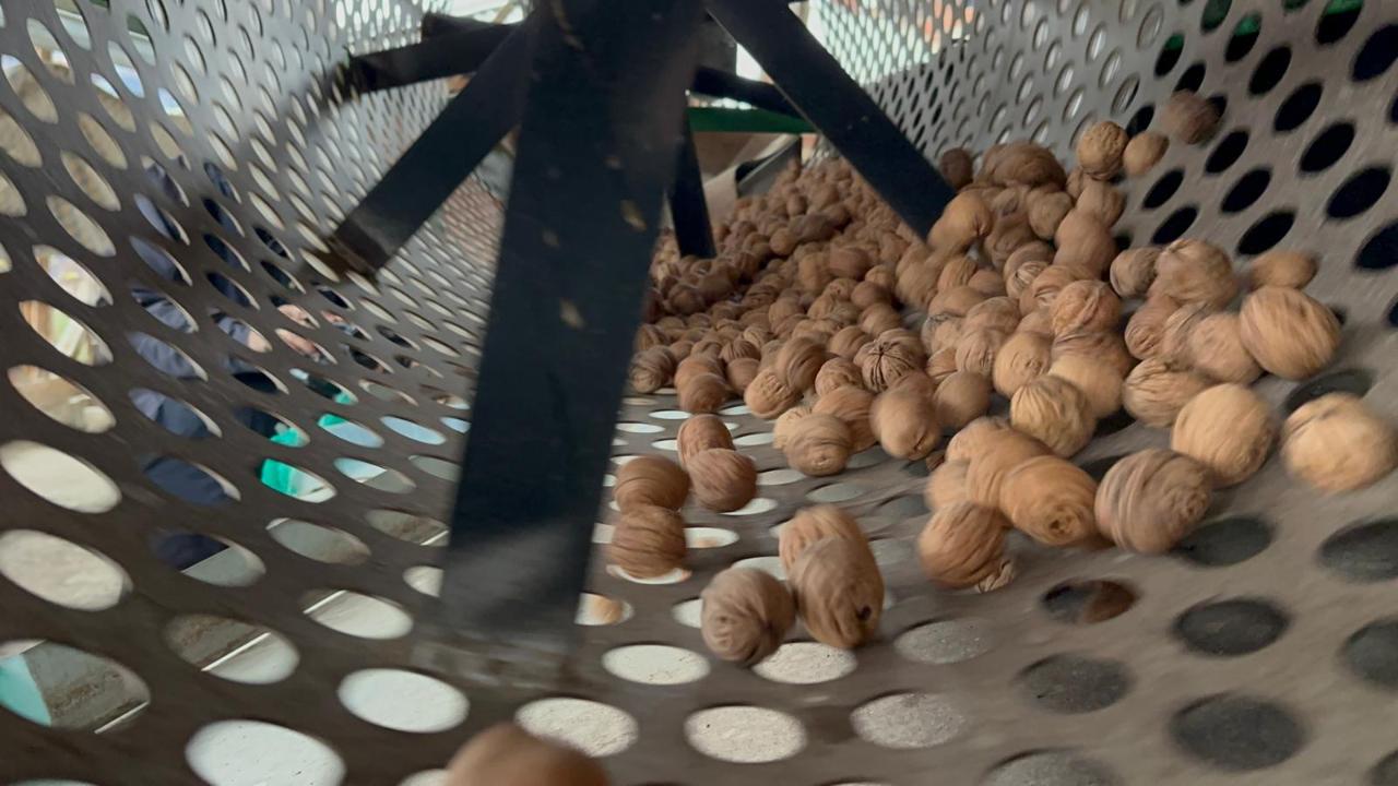 Cevizle kaderi değişen köyde İstanbullular da bahçe kuruyor