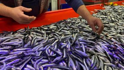 CHP'li Gürer'den TÜİK'e hamsili tepki