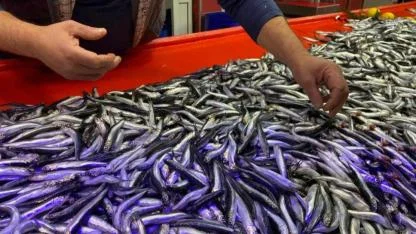 CHP'li Gürer'den TÜİK'e hamsili tepki