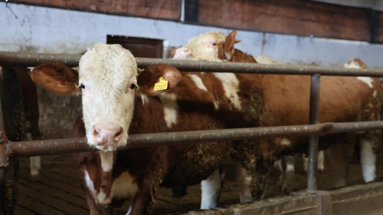 Devlet desteğiyle 10 yılda 300 büyükbaşlık çiftliği oldu