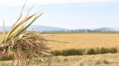 Edirne Milletvekili Ün: Pirinç ithalatı ekimde 13 kat arttı