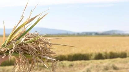 Edirne Milletvekili Ün: Pirinç ithalatı ekimde 13 kat arttı