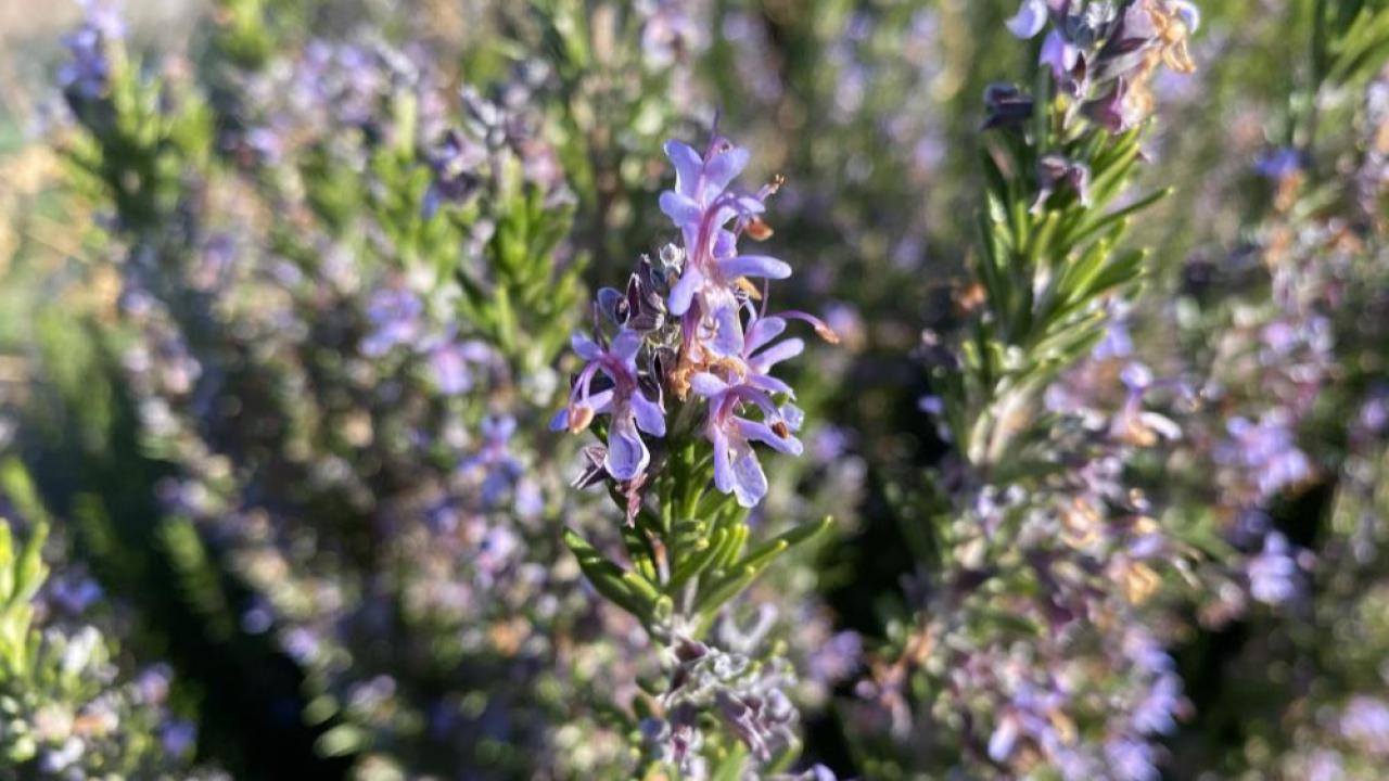 Eskişehir kışına ve soğuğuna dayanıklı biberiye geliştirildi