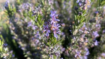 Eskişehir kışına ve soğuğuna dayanıklı biberiye geliştirildi