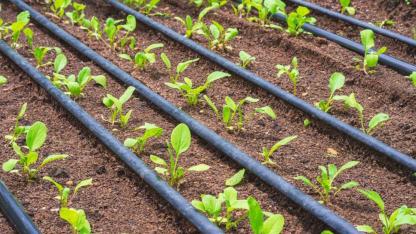 Fide sektörüne yönelik soruşturma başlatıldı