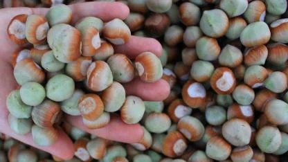 Fındık ihracatında kan kaybı büyüyor