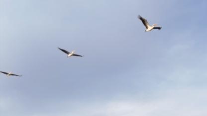 Güneye uçan pelikan sürüsü şaşırttı