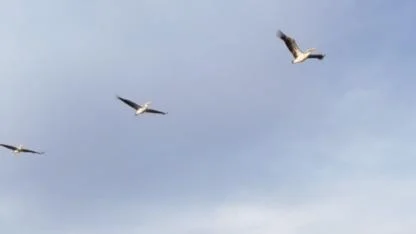 Güneye uçan pelikan sürüsü şaşırttı