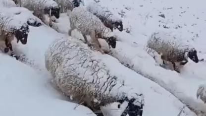 Hakkari'de kar yağışına karşı çoban ve sürüsünün mücadelesi
