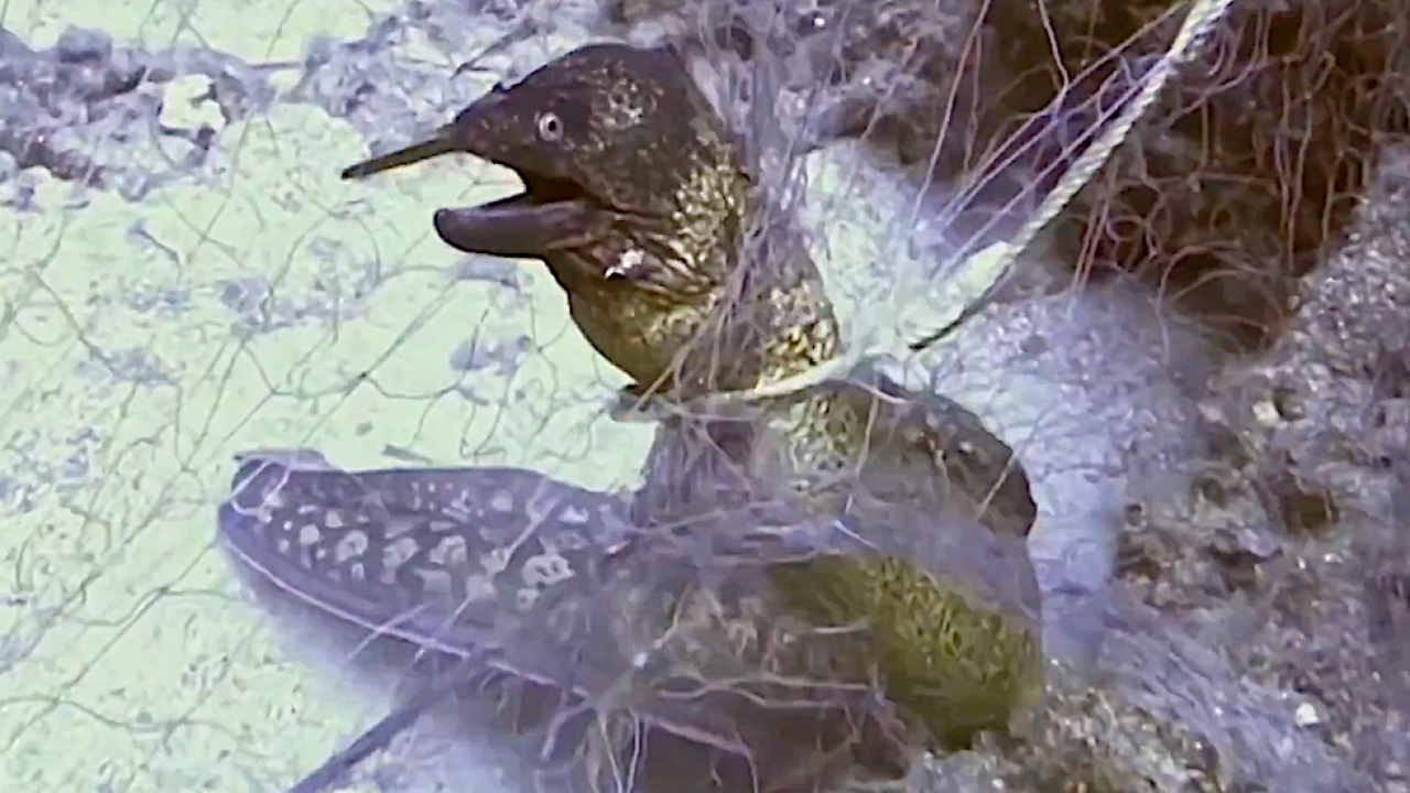 Hayalet ağlarla mücadelede 420 milyon metrekare alan tarandı