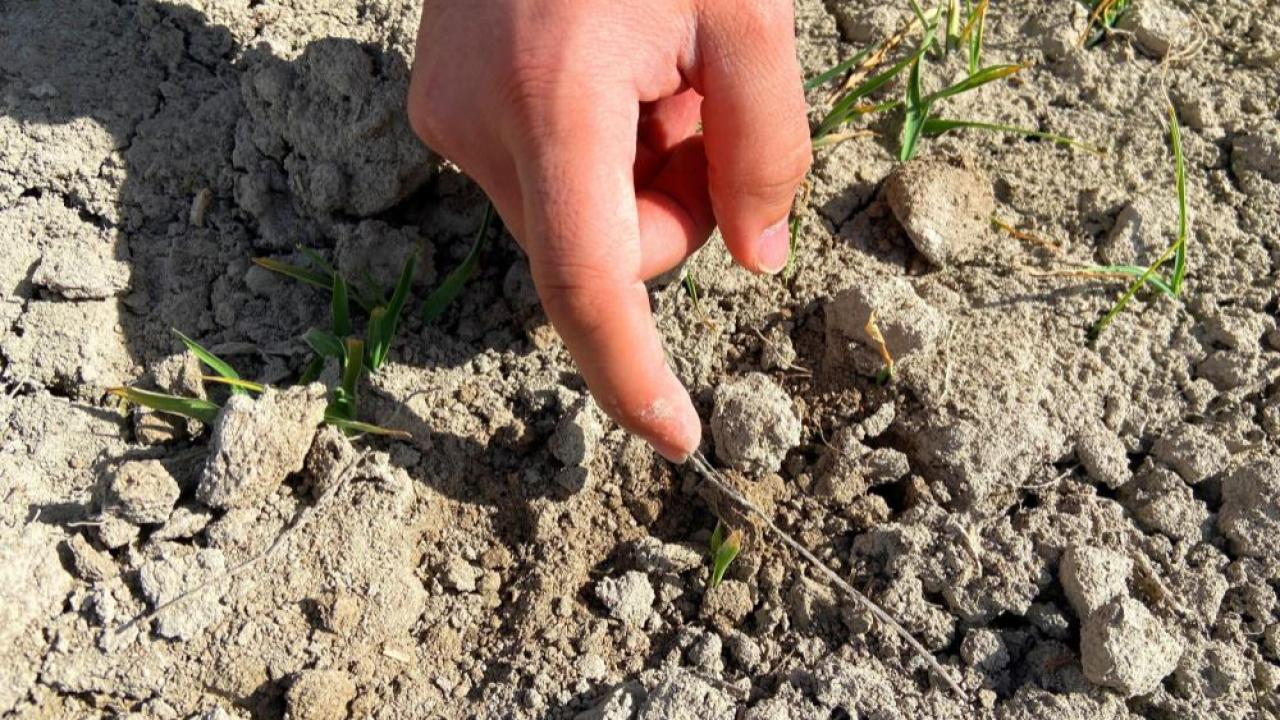 Hububatta kuru toprak için "dişli merdane" önerisi