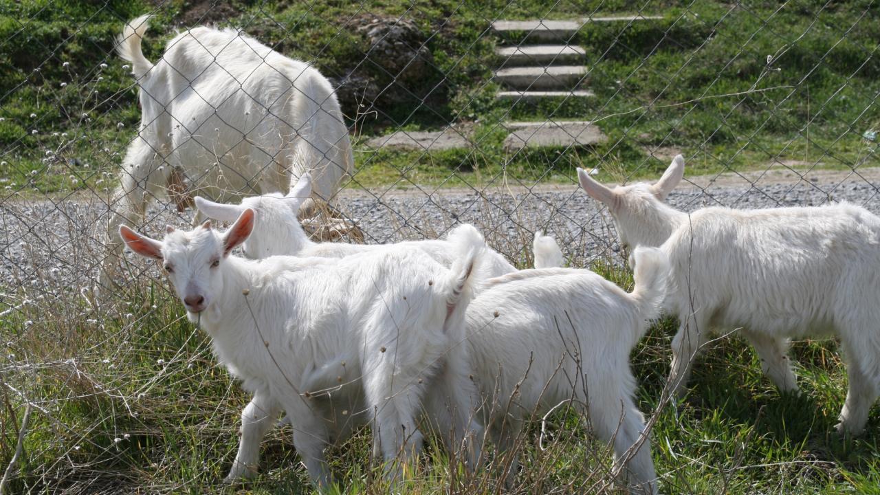 İyi Parti'den küçükbaşta çiçek hastalığı uyarısı