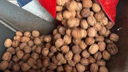 İYİ Partili Çömez: Ceviz ithalatına 8,3 milyar lira ödendi