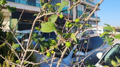 Kasımda çiçek açtı aralıkta meyve verdi