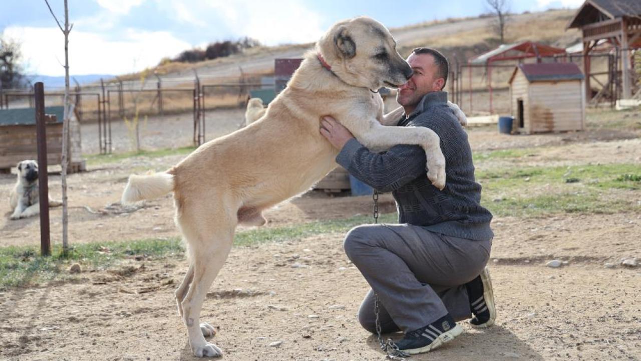 Kışlıklarını giyen kangallar da kar yağışı bekliyor