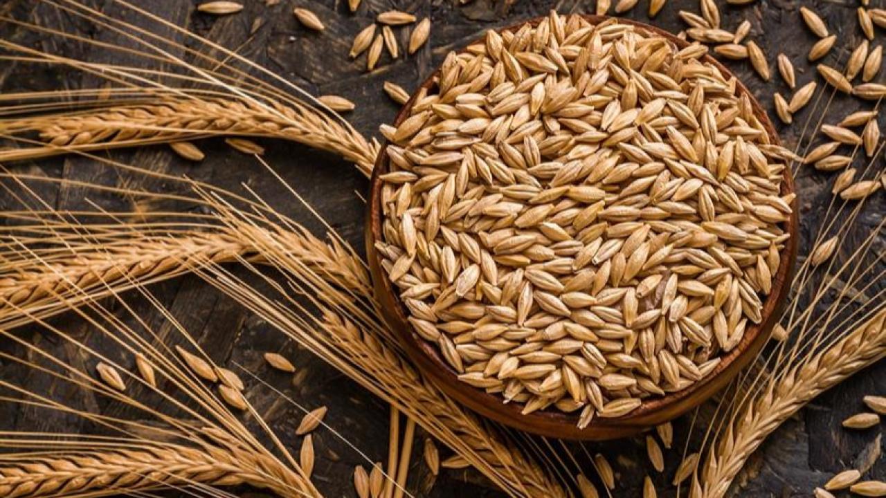 Kuraklık ve yüksek yem fiyatları arpa ekilişlerini artırdı