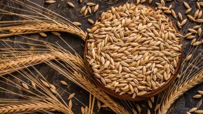 Kuraklık ve yüksek yem fiyatları arpa ekilişlerini artırdı