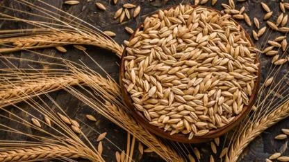 Kuraklık ve yüksek yem fiyatları arpa ekilişlerini artırdı