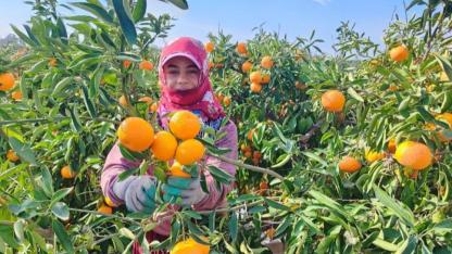 Mandalina tarlada 1-2 liraya kadar geriledi